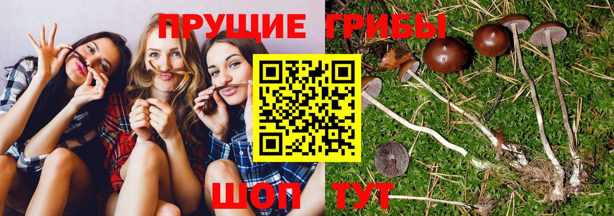 купить наркотики сайты  Псилоцибиновые грибы Cubensis  Псилоцибиновые грибы Psilocybe  Вход с VPN  Волжский 